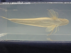 Foto Galerie/Perciformes/Triglioidei/Eutrigla gurnardus/Eutrigla gurnardus_06_S.jpg